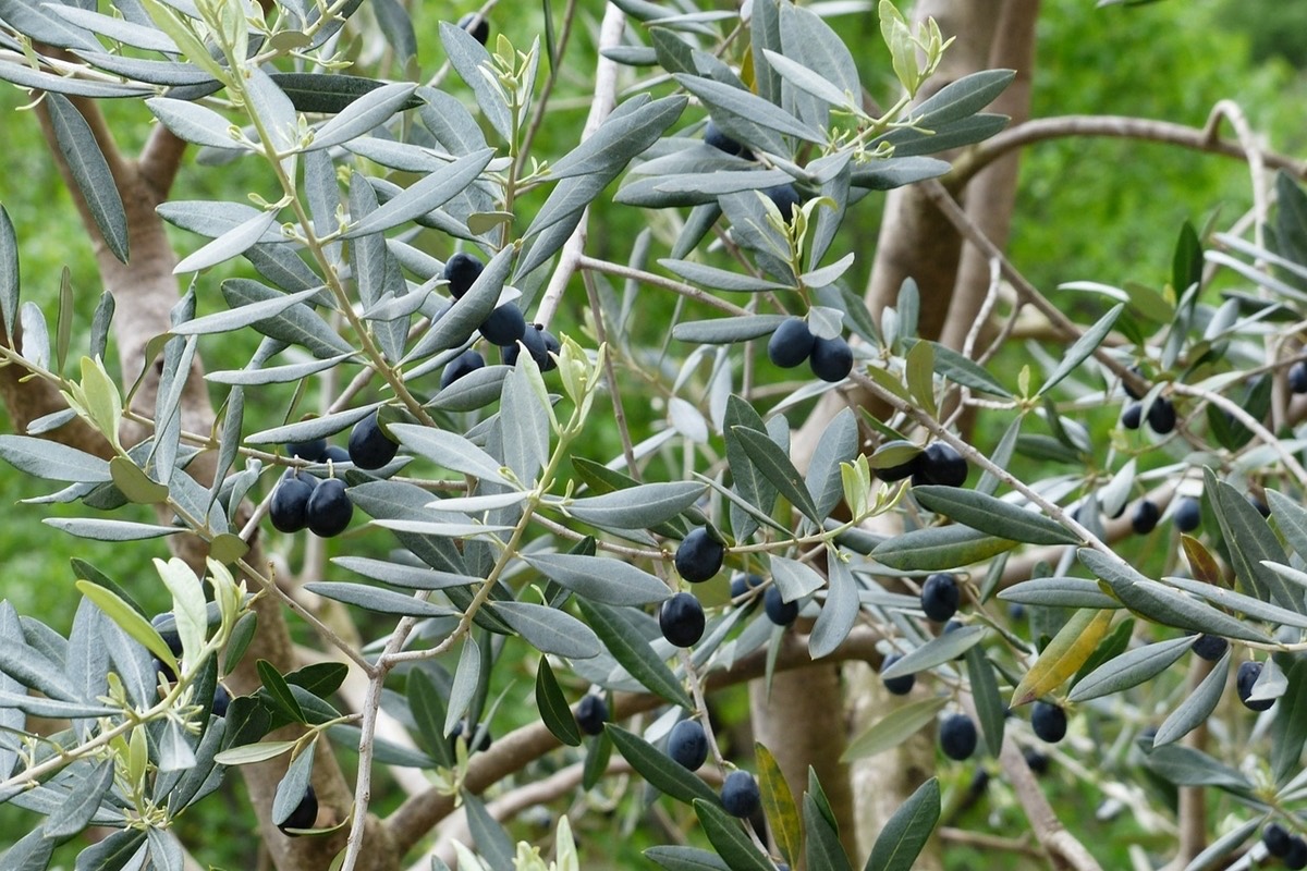 Ramo di olivo con olive